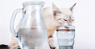 Su Tüketimi ve Kedi